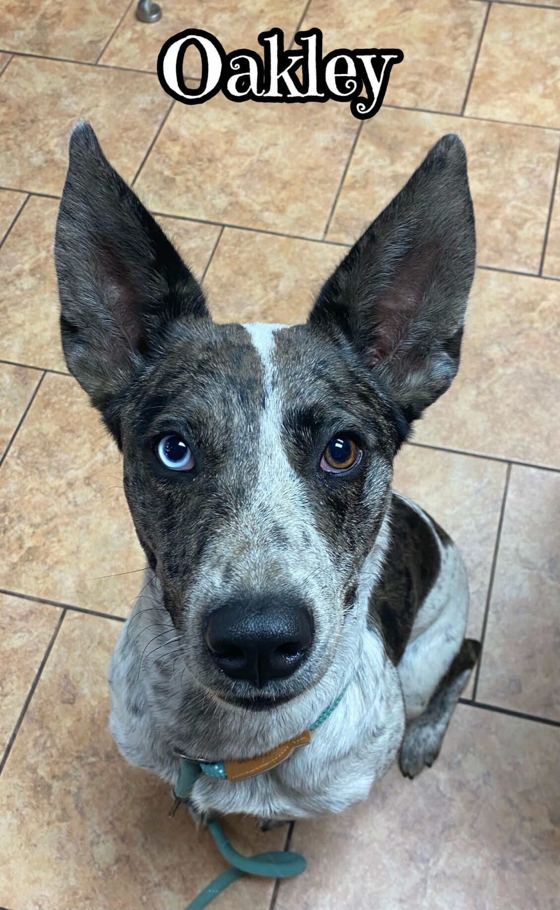 Oakley